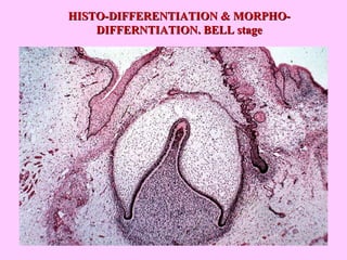 HISTO-DIFFERENTIATION & MORPHO-
    DIFFERNTIATION. BELL stage
 