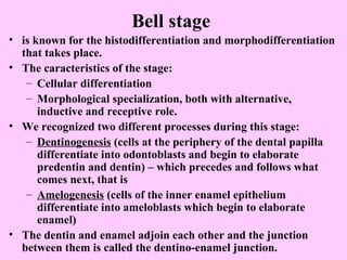 Bell stage
• is known for the histodifferentiation and morphodifferentiation
  that takes place.
• The caracteristics of the stage:
   – Cellular differentiation
   – Morphological specialization, both with alternative,
      inductive and receptive role.
• We recognized two different processes during this stage:
   – Dentinogenesis (cells at the periphery of the dental papilla
      differentiate into odontoblasts and begin to elaborate
      predentin and dentin) – which precedes and follows what
      comes next, that is
   – Amelogenesis (cells of the inner enamel epithelium
      differentiate into ameloblasts which begin to elaborate
      enamel)
• The dentin and enamel adjoin each other and the junction
  between them is called the dentino-enamel junction.
 