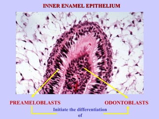 INNER ENAMEL EPITHELIUM




PREAMELOBLASTS                        ODONTOBLASTS
            Initiate the differentiation
                         of
 