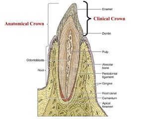 Clinical Crown
Anatomical Crown
 