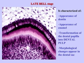 LATE BELL stage

                  Is characterized of:
                  -Appearance of
                  dentin
                  -Appearance of
                  enamel
                  -Transformation of
                  the dental papilla
                  into DENTAL
                  PULP
                  -Morphological
                  changes appear in
                  the dental sac
 