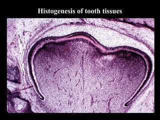 Histogenesis of tooth tissues
 