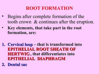 ROOT FORMATION
• Begins after complete formation of the
  tooth crown & continues after the eruption.
• Key elements, that take part in the root
  formation, are:

1. Cervical loop – that is transformed into
   EPITHELIAL ROOT SHEATH OF
   HERTWIG , that differentiates into
   EPITHELIAL DIAPHRAGM
2. Dental sac
 