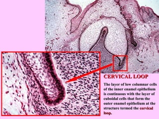 CERVICAL LOOP
The layer of low columnar cells
of the inner enamel epithelium
is continuous with the layer of
cuboidal cells that form the
outer enamel epithelium at the
structure termed the cervical
loop.
 