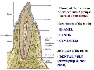 Tissues of the teeth can
be divided into 2 groups:
  hard and soft tissues.

Hard tissues of the tooth:
• ENAMEL
• DENTIN
• CEMENTUM


Soft tissue of the tooth:
• DENTAL PULP
(crown pulp & root
canal)
 