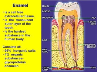 Enamel
• is a cell free
  extracellular tissue.
• is the translucent
  outer layer of the
  tooth.
• is the hardest
  substance in the
  human body.

Consists of:
- 96% inorganic salts
- 4% organic
  substances-
  glycoproteins
  enamelin.
 