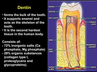 Dentin
• forms the bulk of the tooth.
• It supports enamel and
  acts as the skeleton of the
  tooth.
• It is the second hardest
  tissue in the human body.

Consists of:
- 72% inorganic salts (Ca
  phosphate, Mg phosphate)
- 28% organic substances
  (collagen type I,
  proteoglycans and
  glycoproteins).
 