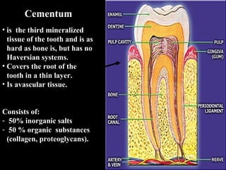Cementum
• is the third mineralized
  tissue of the tooth and is as
  hard as bone is, but has no
  Haversian systems.
• Covers the root of the
  tooth in a thin layer.
• Is avascular tissue.


Consists of:
- 50% inorganic salts
- 50 % organic substances
  (collagen, proteoglycans).
 