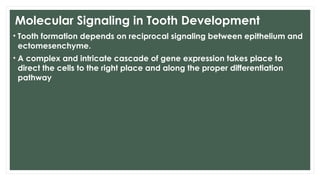 Reciprocal Tooth TOOTH DEVELOPMENT and its stages-Presentation | PPTX