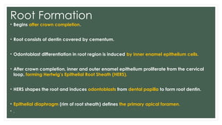 TOOTH DEVELOPMENT and its stages-Presentation | PPTX