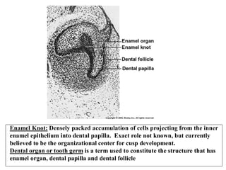 Projecting Tooth Tooth development 07.ppx