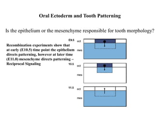 Reciprocal Tooth Tooth development 07.ppx