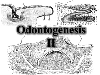 Odontogenesis
     II
 