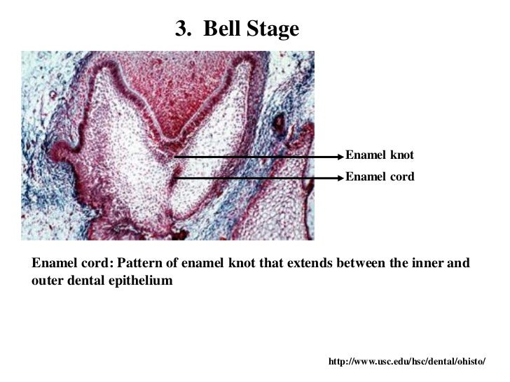 Tooth development 07.ppx