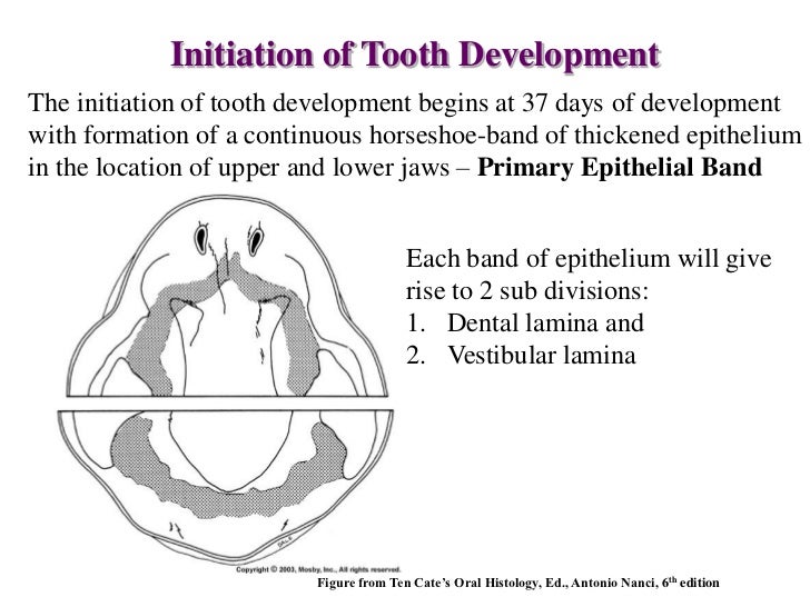 Tooth development 07.ppx