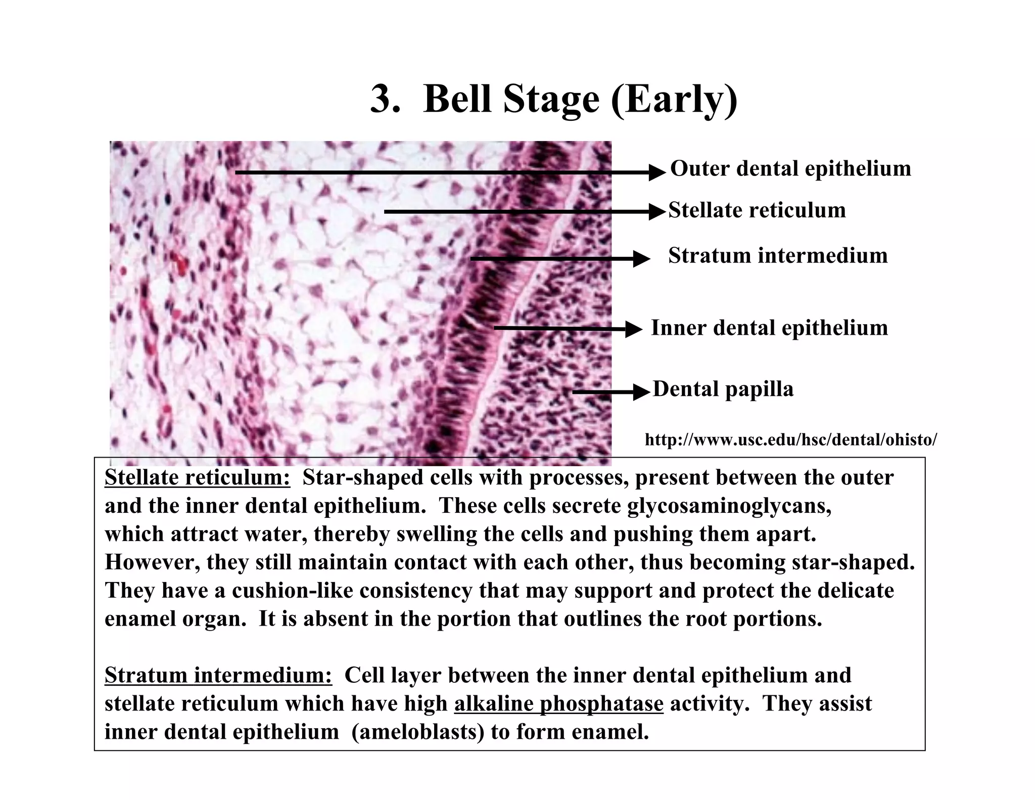 Stella Reticulum Tooth development 08 opt | PDF