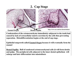 2. Cap Stage




                                                  http://www.usc.edu/hsc/dental/ohisto/
 Enamel Organ               Dental Papilla
Condensation of the ectomesenchyme immediately subjacent to the tooth bud
caused by lack of extracellular matrix secretion by the cells thus preventing
separation. Histodifferentiation begins at the end of cap stage.

Epithelial outgrowth called Enamel Organ because it will eventually form the
enamel

Dental Papilla: Ball of condensed ectomesenchymal cells (it will form dentin
and pulp). The peripheral cells adjacent to the inner dental epithelium will
enlarge and later differentiate into odontoblasts
 