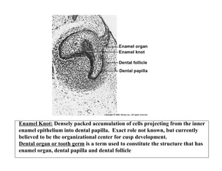 Enamel Knot: Densely packed accumulation of cells projecting from the inner
enamel epithelium into dental papilla. Exact role not known, but currently
believed to be the organizational center for cusp development.
Dental organ or tooth germ is a term used to constitute the structure that has
enamel organ, dental papilla and dental follicle
 