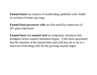 Enamel knots are clusters of nondividing epithelial cells visible
in sections of molar cap stage

Enamel knot precursor cells are first noted by expression of
p21 gene expression

Enamel knot and enamel cord are temporary structures that
disappear before enamel formation begins. It has been speculated
that the function of the enamel knot and cord may be to act as a
reservoir of dividing cells for the growing enamel organ
 