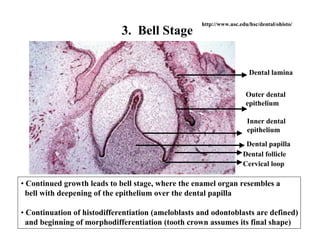 http://www.usc.edu/hsc/dental/ohisto/
                             3. Bell Stage


                                                                       Dental lamina


                                                                      Outer dental
                                                                      epithelium

                                                                      Inner dental
                                                                      epithelium
                                                                     Dental papilla
                                                                    Dental follicle
                                                                    Cervical loop

• Continued growth leads to bell stage, where the enamel organ resembles a
  bell with deepening of the epithelium over the dental papilla

• Continuation of histodifferentiation (ameloblasts and odontoblasts are defined)
  and beginning of morphodifferentiation (tooth crown assumes its final shape)
 