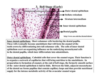 3. Bell Stage (Early)
                                                             Outer dental epithelium
                                                             Stellate reticulum
                                                             Stratum intermedium

                                                           Inner dental epithelium

                                                           Dental papilla
                                                            http://www.usc.edu/hsc/dental/ohisto/

Inner dental epithelium: Short columnar cells bordering the dental papilla.
These will eventually become ameloblasts that will form the enamel of the
tooth crown by differentiating into tall columnar cells. The cells of inner dental
epithelium exert an organizing influence on the underlying mesenchymal cells
in the dental papilla, which later differentiate into odontoblasts.

Outer dental epithelium: Cuboidal cells that cover the enamel organ. Their function is
to organize a network of capillaries that will bring nutrition to the ameloblasts. In
preparation to formation of enamel, at the end of bell stage, the formerly smooth surface
of the outer dental epithelium is laid in folds. Between the folds, adjacent mesenchyme
of the dental sac forms papillae that contain capillary loops and thus provide nutritional
supply for the intense metabolic activity of the avascular enamel organ
 