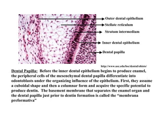 Outer dental epithelium
                                                      Stellate reticulum
                                                      Stratum intermedium

                                                    Inner dental epithelium

                                                    Dental papilla


                                                   http://www.usc.edu/hsc/dental/ohisto/
Dental Papilla: Before the inner dental epithelium begins to produce enamel,
the peripheral cells of the mesenchymal dental papilla differentiate into
odontoblasts under the organizing influence of the epithelium. First, they assume
a cuboidal shape and then a columnar form and acquire the specific potential to
produce dentin. The basement membrane that separates the enamel organ and
the dental papilla just prior to dentin formation is called the “membrana
preformativa”
 