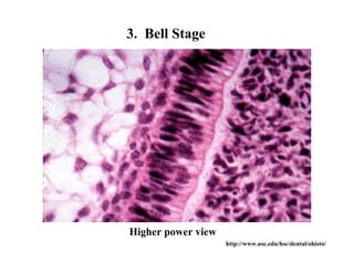 3. Bell Stage




Higher power view
                    http://www.usc.edu/hsc/dental/ohisto/
 