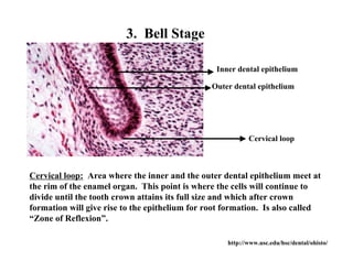 3. Bell Stage

                                                 Inner dental epithelium

                                                Outer dental epithelium




                                                           Cervical loop



Cervical loop: Area where the inner and the outer dental epithelium meet at
the rim of the enamel organ. This point is where the cells will continue to
divide until the tooth crown attains its full size and which after crown
formation will give rise to the epithelium for root formation. Is also called
“Zone of Reflexion”.

                                                    http://www.usc.edu/hsc/dental/ohisto/
 