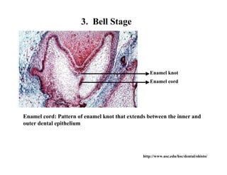 3. Bell Stage




                                                  Enamel knot
                                                  Enamel cord




Enamel cord: Pattern of enamel knot that extends between the inner and
outer dental epithelium




                                               http://www.usc.edu/hsc/dental/ohisto/
 