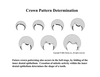 Crown Pattern Determination




Future crown patterning also occurs in the bell stage, by folding of the
inner dental epithelium. Cessation of mitotic activity within the inner
dental epithelium determines the shape of a tooth.
 