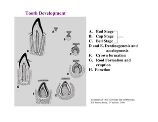 Tooth Development


                    A. Bud Stage
                    B. Cap Stage
                    C. Bell Stage
                    D and E. Dentinogenesis and
                              amelogenesis
                    F. Crown formation
                    G. Root Formation and
                        eruption
                    H. Function




                     Essentials of Oral Histology and Embryology,
                     Ed: James Avery, 2nd edition. 2000.
 