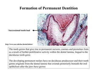 Formation of Permanent Dentition




    Successional tooth bud




http://www.usc.edu/hsc/dental/ohisto/


     The tooth germs that give rise to permanent incisors, canines and premolars form
     as a result of further proliferative activity within the dental lamina, lingual to the
     deciduous tooth germ

     The developing permanent molars have no deciduous predecessor and their tooth
     germs originate from the dental lamina that extends posteriorly beneath the oral
     epithelium after the jaws have grown
 
