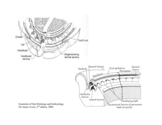 Essentials of Oral Histology and Embryology,
Ed: James Avery, 2nd edition. 2000.
 