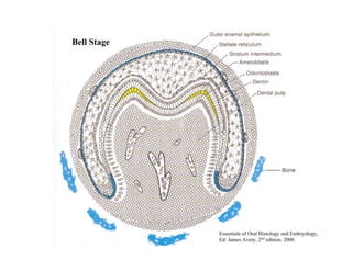 Bell Stage




             Essentials of Oral Histology and Embryology,
             Ed: James Avery, 2nd edition. 2000.
 