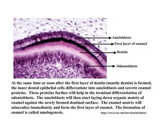 Ameloblasts
                                                                   First layer of enamel

                                                                     Dentin


                                                                     Odontoblasts



At the same time or soon after the first layer of dentin (mantle dentin) is formed,
the inner dental epithelial cells differentiate into ameloblasts and secrete enamel
proteins. These proteins further will help in the terminal differentiation of
odontoblasts. The ameloblasts will then start laying down organic matrix of
enamel against the newly formed dentinal surface. The enamel matrix will
mineralize immediately and form the first layer of enamel. The formation of
enamel is called amelogenesis.                         http://www.usc.edu/hsc/dental/ohisto/
 
