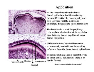 Apposition
                                    At the same time when the inner
                                    dental epithelium is differentiating,
                                    the undifferentiated ectomesenchymal
                                    cells increase rapidly in size and
                                    ultimately differentiate into odontoblasts

                                    The increase in size of the papillary
                                    cells leads to elimination of the acellular
                                    zone between dental papilla and inner
                                    dental epithelium

                                    Differentiation of odontoblasts from
                                    ectomesenchymal cells are induced by
                                    influence from the inner dental epithelium

                                     Experiments have shown that if there is
                                     no inner dental epithelium, there is no
Odontoblasts Dentin      Ameloblasts dentin formed
                      Enamel                http://www.usc.edu/hsc/dental/ohisto/
 
