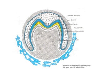 Essentials of Oral Histology and Embryology,
Ed: James Avery, 2nd edition. 2000.
 