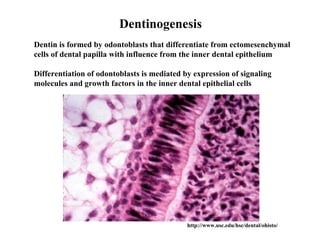 Dentinogenesis
Dentin is formed by odontoblasts that differentiate from ectomesenchymal
cells of dental papilla with influence from the inner dental epithelium

Differentiation of odontoblasts is mediated by expression of signaling
molecules and growth factors in the inner dental epithelial cells




                                             http://www.usc.edu/hsc/dental/ohisto/
 