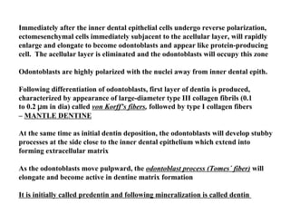Immediately after the inner dental epithelial cells undergo reverse polarization,
ectomesenchymal cells immediately subjacent to the acellular layer, will rapidly
enlarge and elongate to become odontoblasts and appear like protein-producing
cell. The acellular layer is eliminated and the odontoblasts will occupy this zone

Odontoblasts are highly polarized with the nuclei away from inner dental epith.

Following differentiation of odontoblasts, first layer of dentin is produced,
characterized by appearance of large-diameter type III collagen fibrils (0.1
to 0.2 µm in dia) called von Korff’s fibers, followed by type I collagen fibers
– MANTLE DENTINE

At the same time as initial dentin deposition, the odontoblasts will develop stubby
processes at the side close to the inner dental epithelium which extend into
forming extracellular matrix

As the odontoblasts move pulpward, the odontoblast process (Tomes´ fiber) will
elongate and become active in dentine matrix formation

It is initially called predentin and following mineralization is called dentin
 