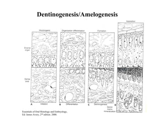 Dentinogenesis/Amelogenesis




Essentials of Oral Histology and Embryology,
Ed: James Avery, 2nd edition. 2000.
 