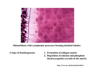 Odontoblasts with cytoplasmic processes forming dentinal tubules


2 steps of dentinogenesis:      1. Formation of collagen matrix
                                2. Deposition of calcium and phosphate
                                   (hydroxyapatite) crystals in the matrix

                                            http://www.usc.edu/hsc/dental/ohisto/
 