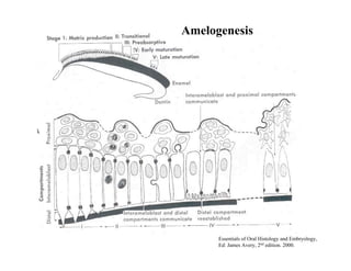 Amelogenesis




      Essentials of Oral Histology and Embryology,
      Ed: James Avery, 2nd edition. 2000.
 