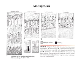 Amelogenesis




Essentials of Oral Histology and Embryology,
Ed: James Avery, 2nd edition. 2000.
 