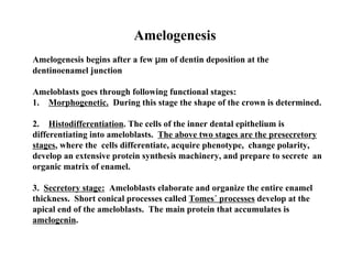 Amelogenesis
Amelogenesis begins after a few µm of dentin deposition at the
dentinoenamel junction

Ameloblasts goes through following functional stages:
1. Morphogenetic. During this stage the shape of the crown is determined.

2. Histodifferentiation. The cells of the inner dental epithelium is
differentiating into ameloblasts. The above two stages are the presecretory
stages, where the cells differentiate, acquire phenotype, change polarity,
develop an extensive protein synthesis machinery, and prepare to secrete an
organic matrix of enamel.

3. Secretory stage: Ameloblasts elaborate and organize the entire enamel
thickness. Short conical processes called Tomes´ processes develop at the
apical end of the ameloblasts. The main protein that accumulates is
amelogenin.
 