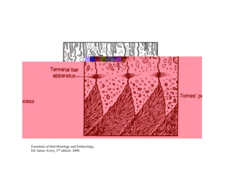 Essentials of Oral Histology and Embryology,
Ed: James Avery, 2nd edition. 2000.
 
