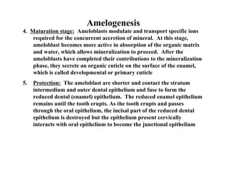 Amelogenesis
4. Maturation stage: Ameloblasts modulate and transport specific ions
    required for the concurrent accretion of mineral. At this stage,
    ameloblast becomes more active in absorption of the organic matrix
    and water, which allows mineralization to proceed. After the
    ameloblasts have completed their contributions to the mineralization
    phase, they secrete an organic cuticle on the surface of the enamel,
    which is called developmental or primary cuticle
5.   Protection: The ameloblast are shorter and contact the stratum
     intermedium and outer dental epithelium and fuse to form the
     reduced dental (enamel) epithelium. The reduced enamel epithelium
     remains until the tooth erupts. As the tooth erupts and passes
     through the oral epithelium, the incisal part of the reduced dental
     epithelium is destroyed but the epithelium present cervically
     interacts with oral epithelium to become the junctional epithelium
 