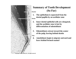 Summary of Tooth Development
          (So Far)
1.   The epithelium is separated from the
     dental papilla by an acellular zone

2.   Inner dental epithelial cells are elongated,
     and the acellular zone is lost by
     differentiation of odontoblasts

3.   Odontoblasts retreat toward the center
     of the pulp, leaving behind dentin

4.   Ameloblasts begin to migrate outward and
     leave behind formed enamel
 