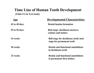 Time Line of Human Tooth Development
    (Table 5-2 in Text book)

  Age                          Developmental Characteristics
42 to 48 days                  Dental lamina formation

55 to 56 days                  Bud stage; deciduous incisors;
                               canines and molars

14 weeks                        Bell stage for deciduous teeth; bud
                                stage for permanent teeth

18 weeks                        Dentin and functional ameloblasts
                                in deciduous teeth

32 weeks                        Dentin and functional ameloblasts
                                in permanent first molars
 