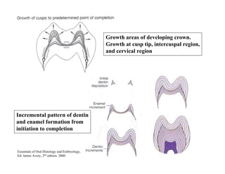 Growth areas of developing crown.
                                               Growth at cusp tip, intercuspal region,
                                               and cervical region




Incremental pattern of dentin
and enamel formation from
initiation to completion


Essentials of Oral Histology and Embryology,
Ed: James Avery, 2nd edition. 2000.
 