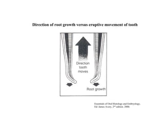 Direction of root growth versus eruptive movement of tooth




                                  Essentials of Oral Histology and Embryology,
                                  Ed: James Avery, 2nd edition. 2000.
 